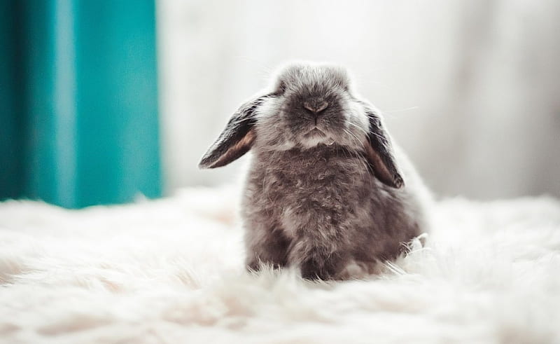 Rabbit, bunny, ear, fluffy, HD wallpaper