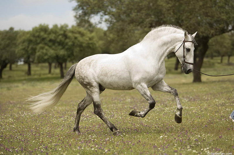 Grey Spanish Stallion, andalusian horse, gris, spanish horse, iberian horse, animals, horses, HD wallpaper