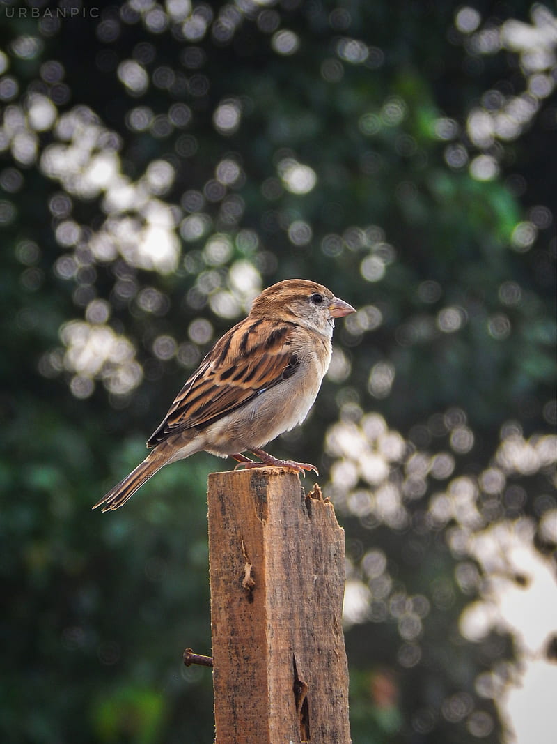 Sparrow, bird, HD phone wallpaper