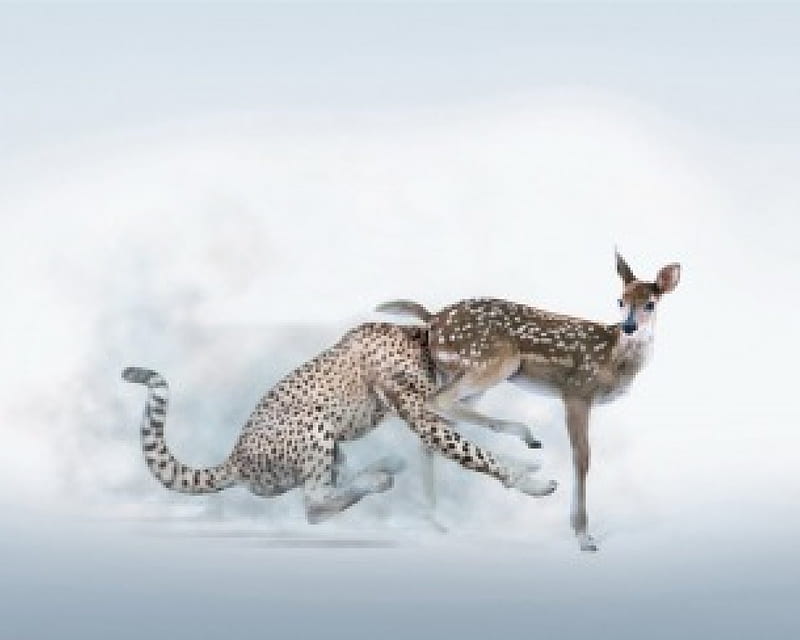 Good brakes are Esential, accident, cheetah, funny, deer, HD wallpaper