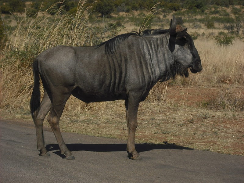 Gnu (wildebeest, South Africa, pilandsberg, Wildebeest, Gnu, HD wallpaper