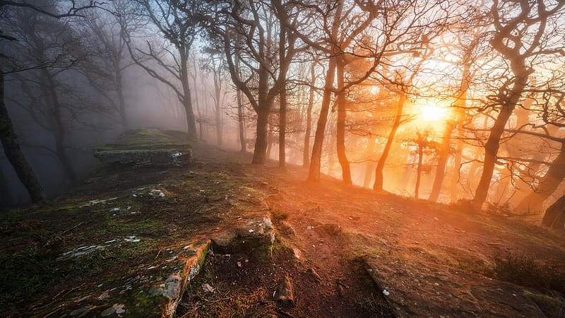 Rocks and roots, Palatinate Forest, Germany, trees, fog, morning, sunrise, stones, HD wallpaper