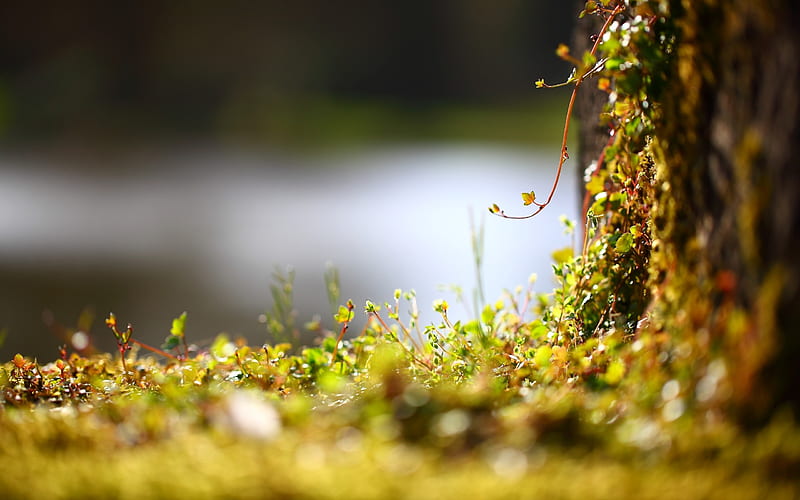 moss, macro, hazy, blurry, graphy, Nature, HD wallpaper