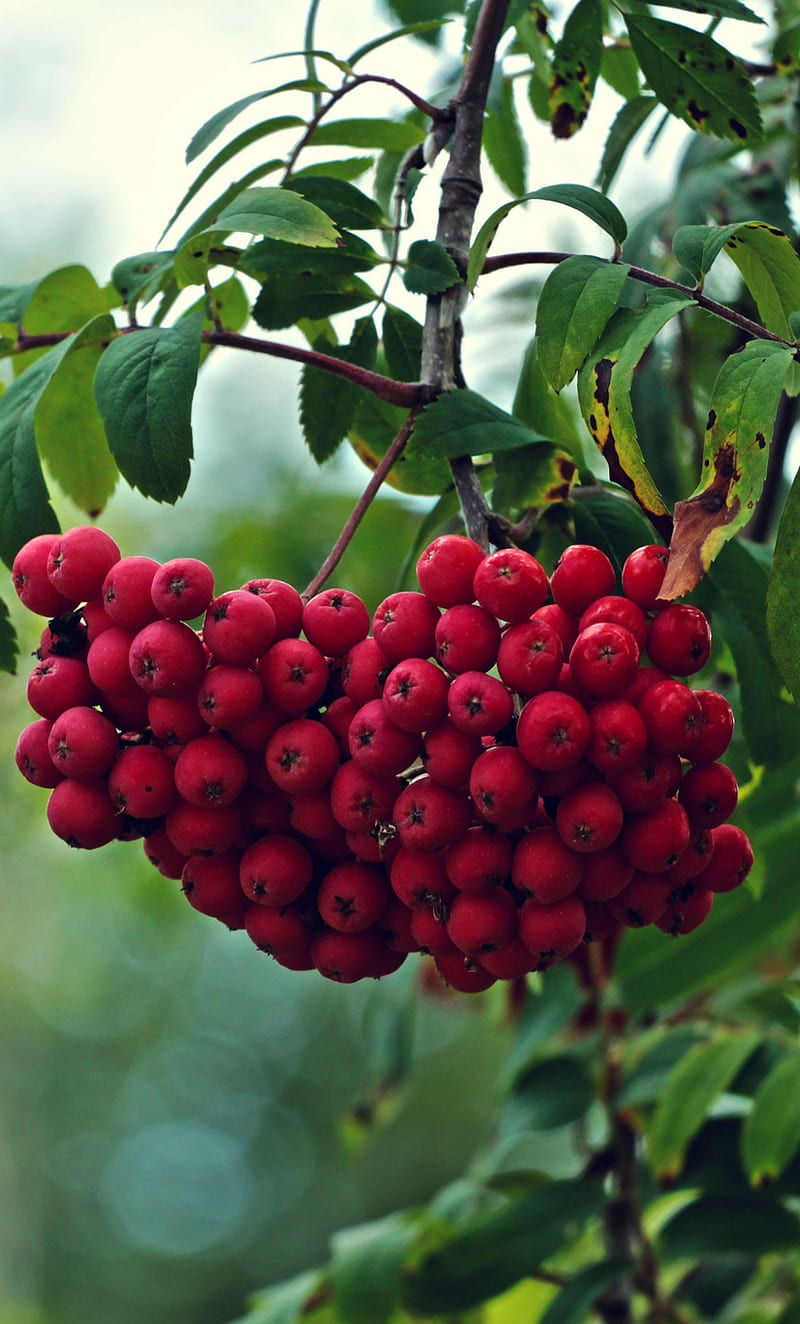 Rowan, berries, bokeh, fruits, nature, trees, HD phone wallpaper