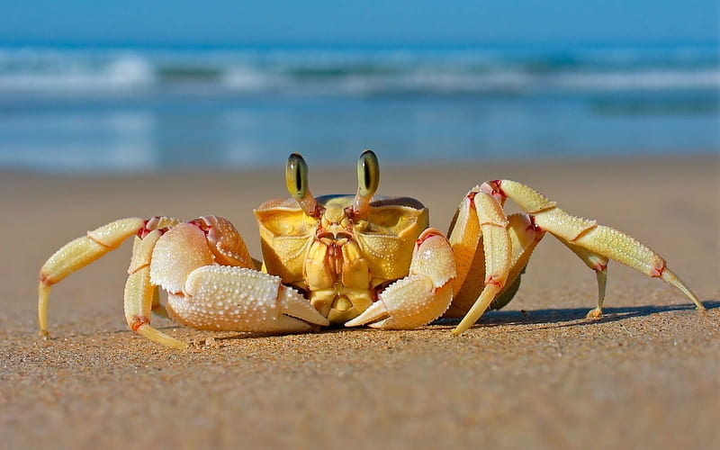 crab sea sand beach-, HD wallpaper