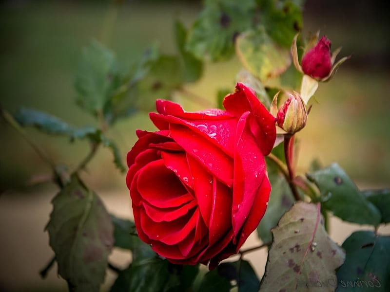 Red Rose, Rose, Red, Nature, Flower, HD wallpaper | Peakpx