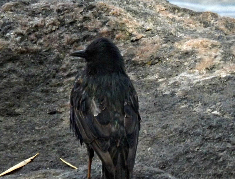 black carrion crow, black, sand, bird, HD wallpaper