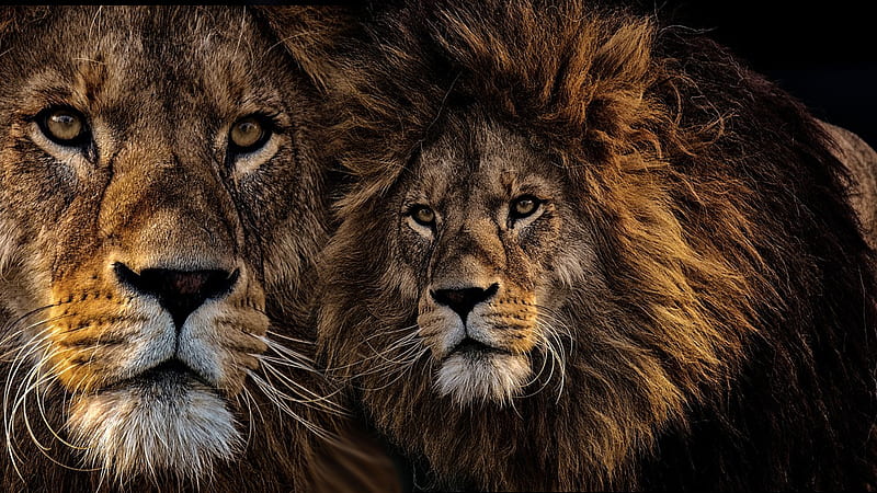 Collage de leones, tema de firefox, masculino, selva, collage, leones, rey  de la selva, Fondo de pantalla HD | Peakpx