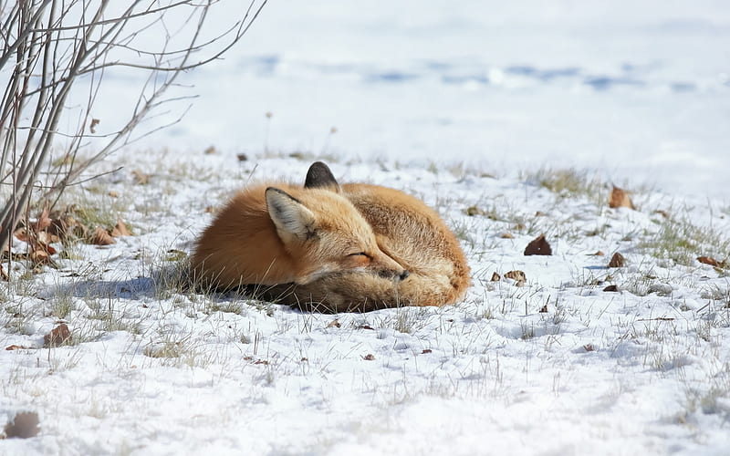 fox, wildlife, winter, snow, predators, small fox, HD wallpaper