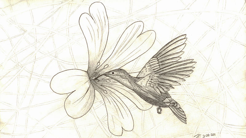 Hummingbird Field Mouse Ear, flower, irish, bird, nectar, HD wallpaper