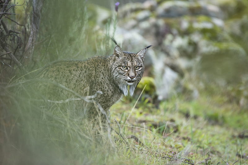 Glimpse of a lynx, Sierra de Andujar Natural Park, Feeds on rabbits, Southern Spain, Iberian lynx, Endangered, HD wallpaper