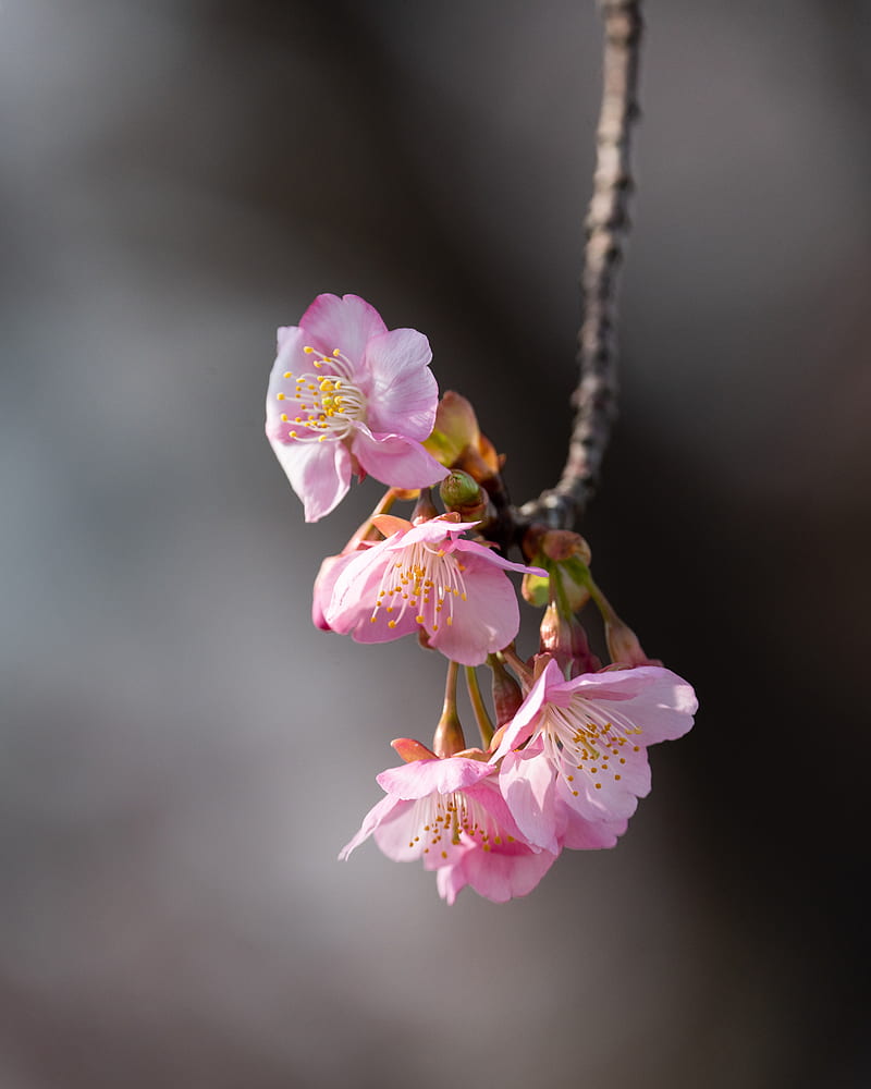 sakura, flowers, branch, macro, pink, HD phone wallpaper