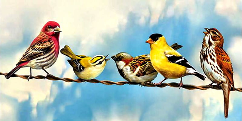 Birds on a Wire III, art, bonito, Sparrow, illustration, artwork, animal, House Finch, Warbler, bird, Goldfinch, avian, painting, wide screen, wildlife, nature, HD wallpaper