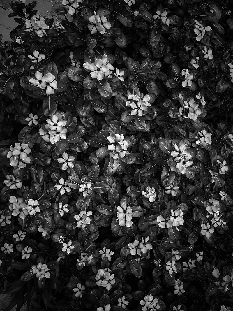 White Flowers, black, daisy, fall, floral, full, leaves, season ...
