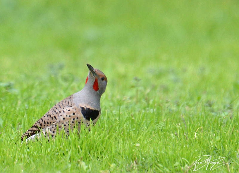 Northern redshafted flicker, in, bird, grass, the, small, HD wallpaper