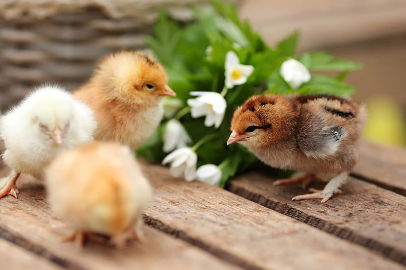 Happy spring!, chicken, easter, spring, card, cute, flower, chicks, white, wood, HD wallpaper