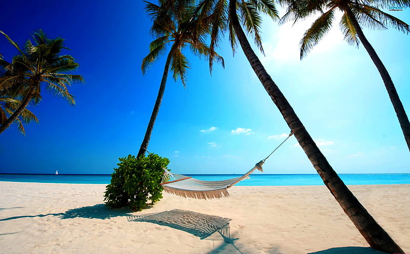 MALDIVES, holidays, summer, hammock, palms, HD wallpaper | Peakpx