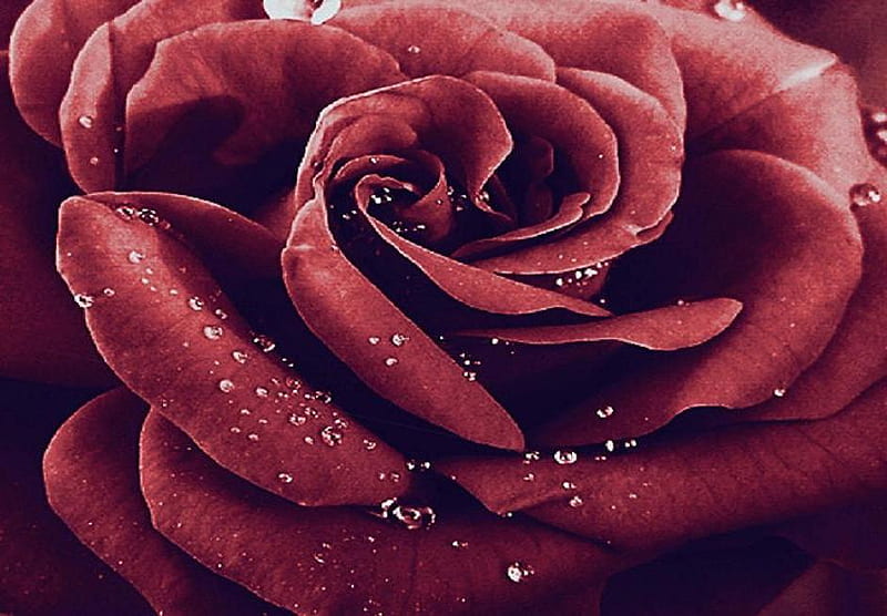 Red passion, pretty, lovely, rose, bonito, soft, bud, buds, nice, blossoms, flowers, nature, petals, blooms, tender, delecate, HD wallpaper
