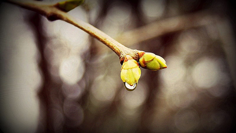 branch drops spring blurring-Plant flowers macro, HD wallpaper