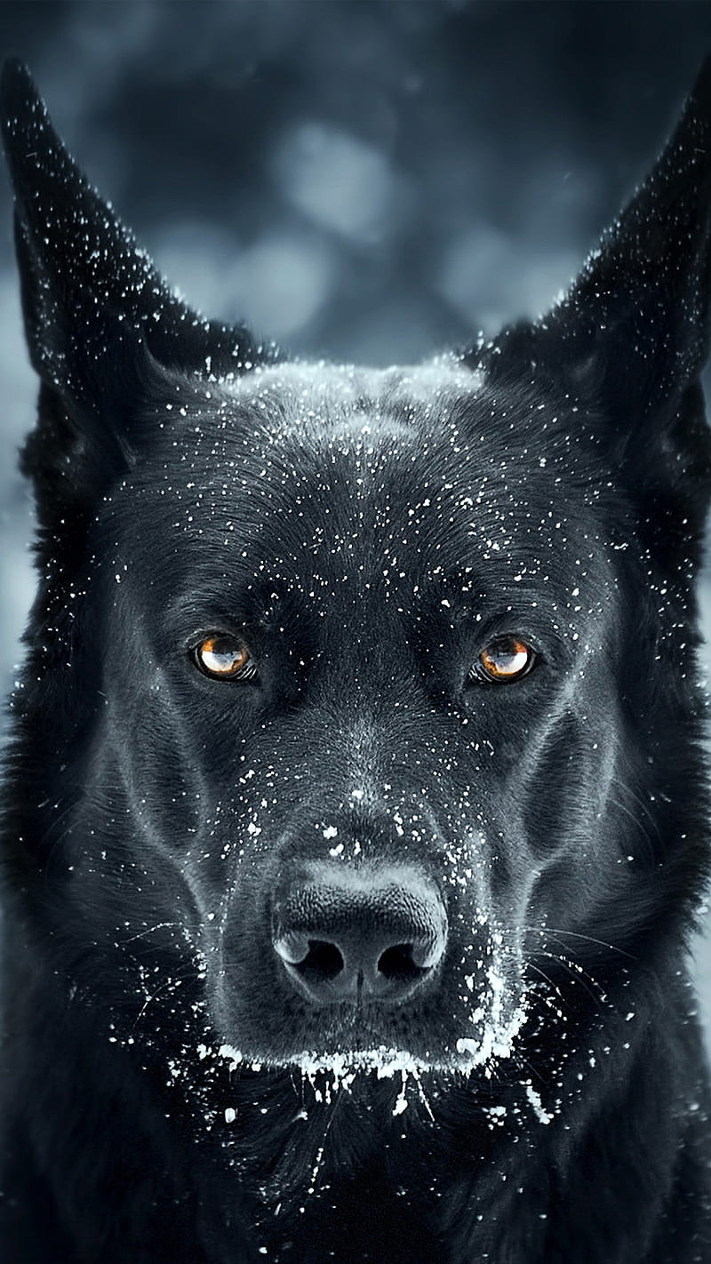 Dog, black, german shepherd, mad, HD phone wallpaper | Peakpx