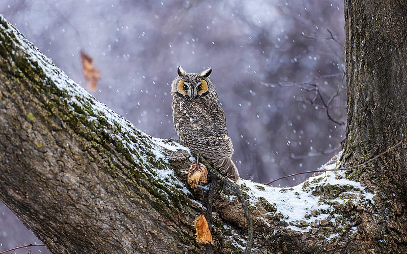 Long-eared Owl, animal, bird, owl, tree, HD wallpaper