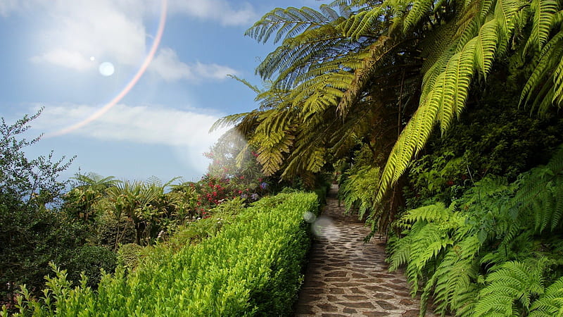 stone path through a tropical garden, stones, path, sun rays, garden, hill, HD wallpaper