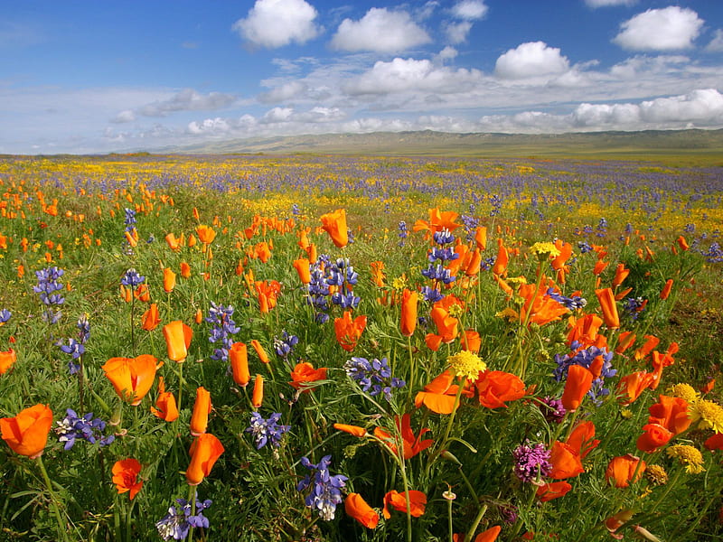 Untitled , carrizo plain, california, wildflowers, HD wallpaper