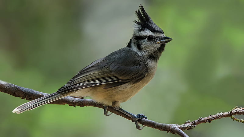 Titmouse Is Standing On Small Branch With Blur Background Birds, HD wallpaper