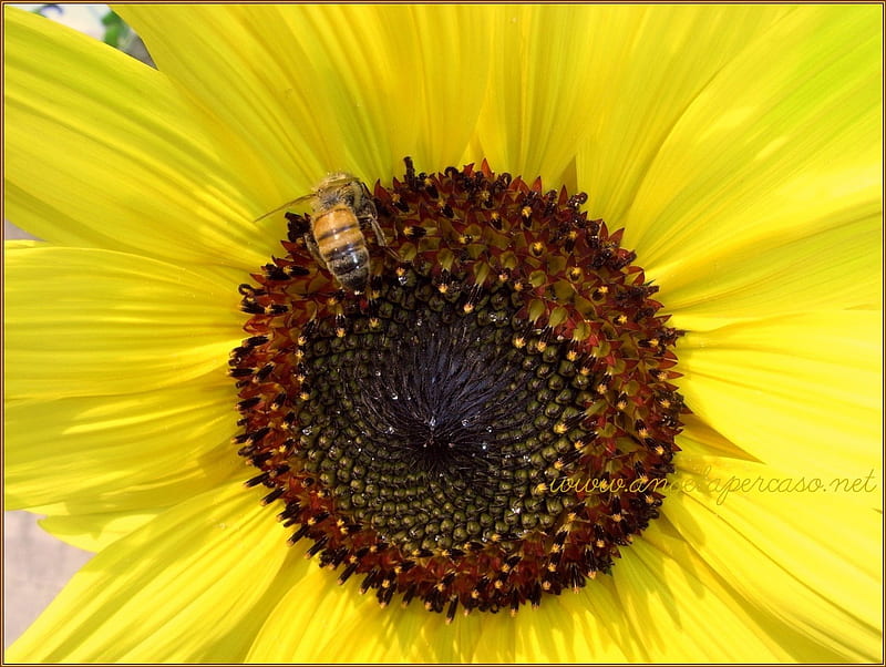 macro ape su girasole - bee on sunflower, insetti, girasole, api, flowers, sunflower, insects, bees, HD wallpaper