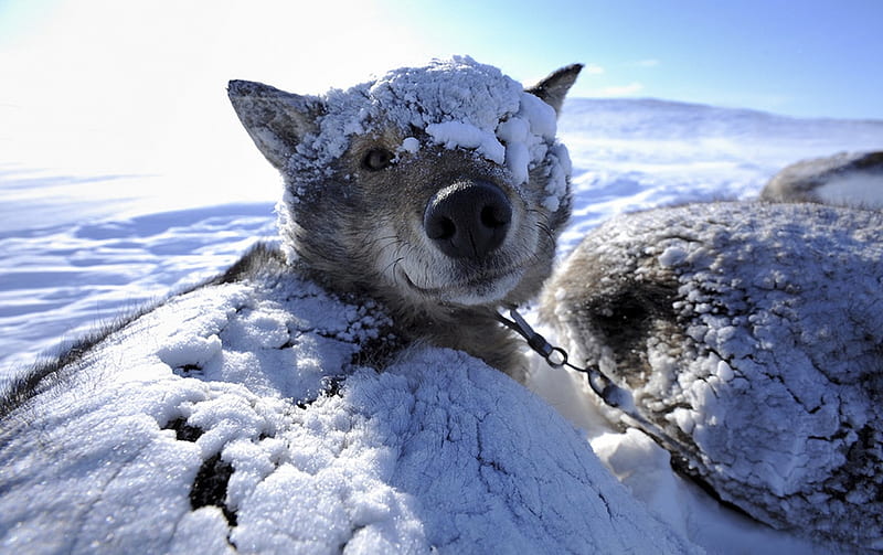 Ok!ok! You catch me! Just woke up!! sled, snowy, winter, snow, landscapes husky, animals, dog, HD wallpaper