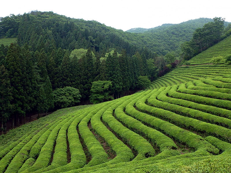Tea Field, Field, Green, Nature, Tea, HD wallpaper