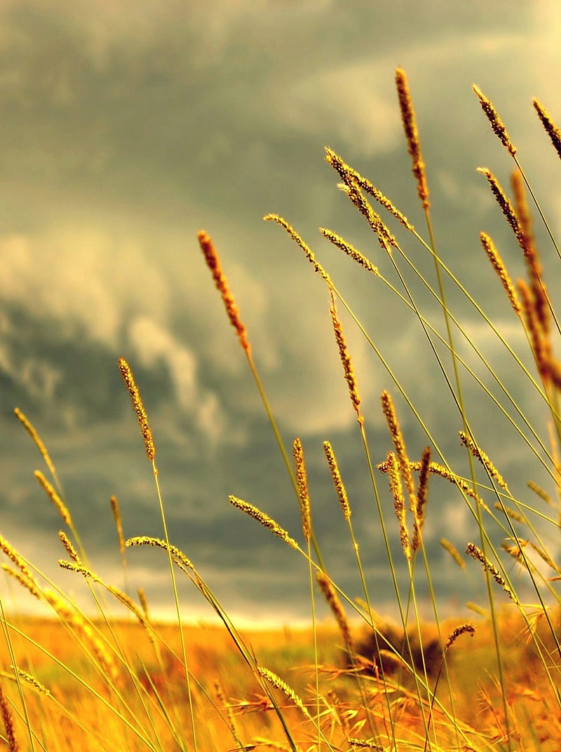 reed, golden field, autumn, HD phone wallpaper