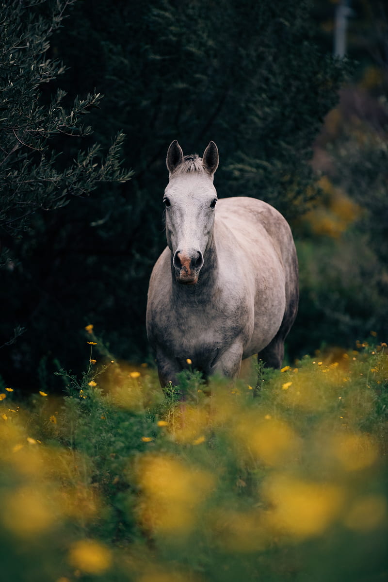 gray horse, HD phone wallpaper