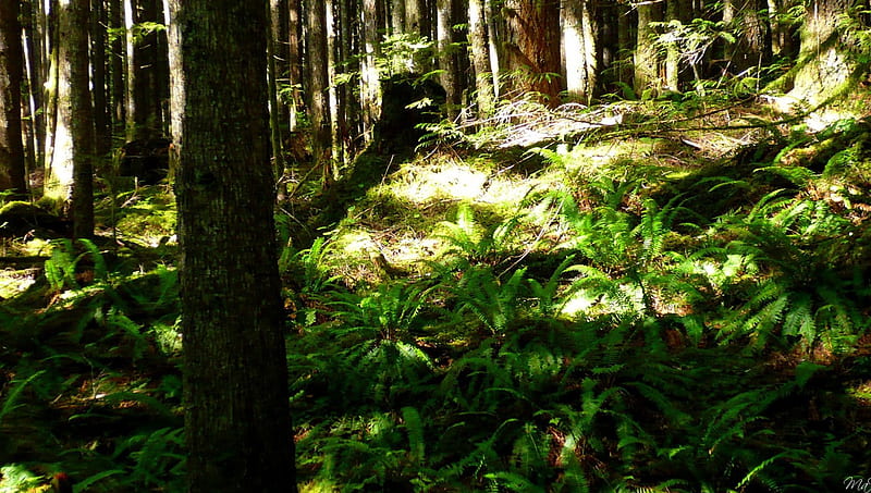 Sun Shines Through, forest, Washington, woods, sunny, trees, green, ferns, Pacific Northwest, sunshine, HD wallpaper