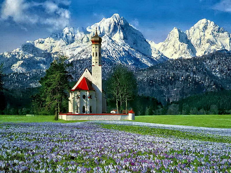 Church in German Alps, building, crocusses, mountains, nature, spring, meadow, HD wallpaper