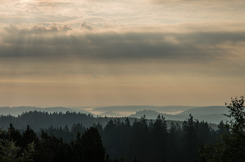 morning, forest, horizon, distance, schwarzwald, HD wallpaper