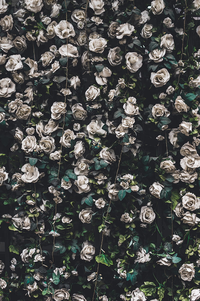 roses, flowers, bloom, garland, HD phone wallpaper