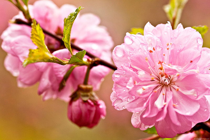 pink flora, blossoms, flower, pink, flora, HD wallpaper pink flora, blossoms, flower, pink, flora, HD wallpaper