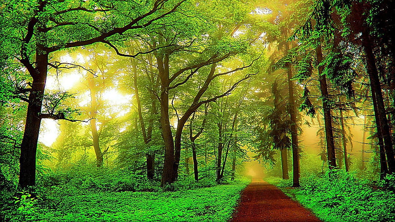 Sand Road Between Green Trees Covered Forest With Fog Nature, HD wallpaper