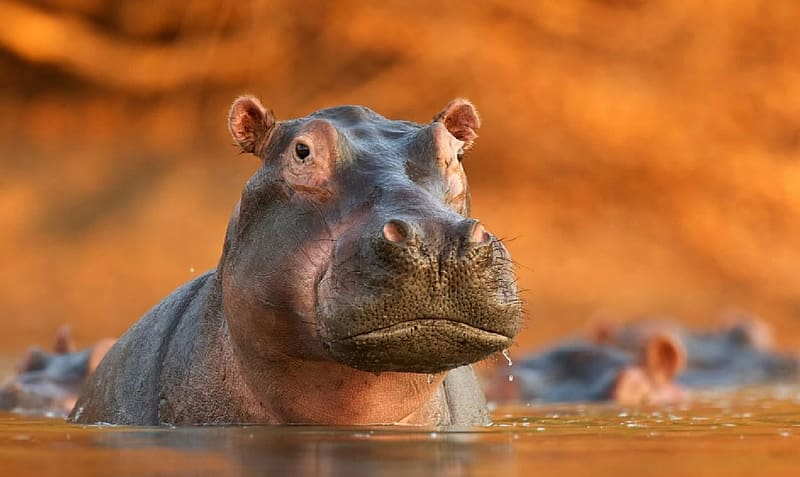 Hippo, Animals, Mammals, Freshwater animals, Zoology, HD wallpaper