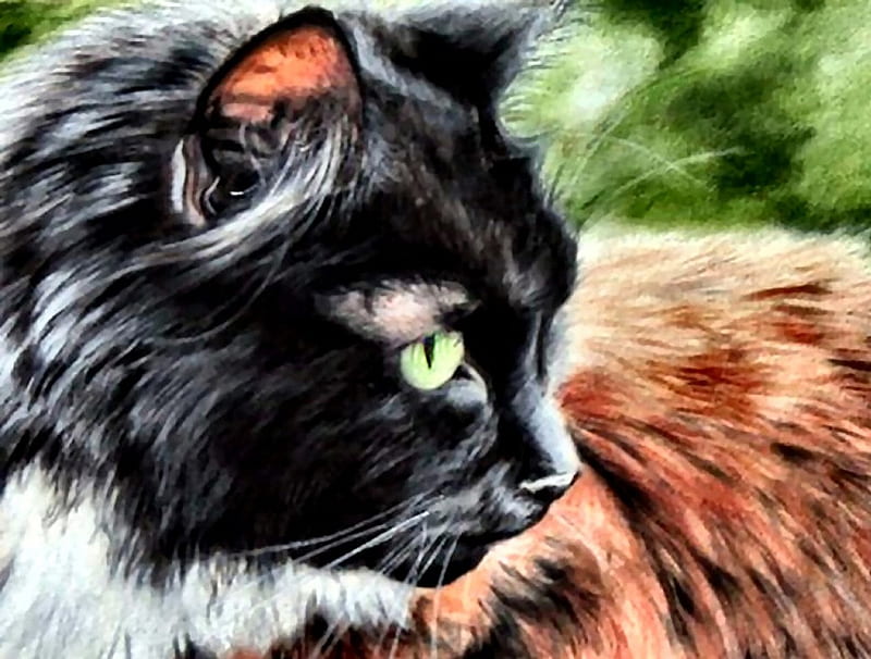 Calico Cat, art, cat, artwork, animal, pet, feline, calico, painting, wide screen, HD wallpaper