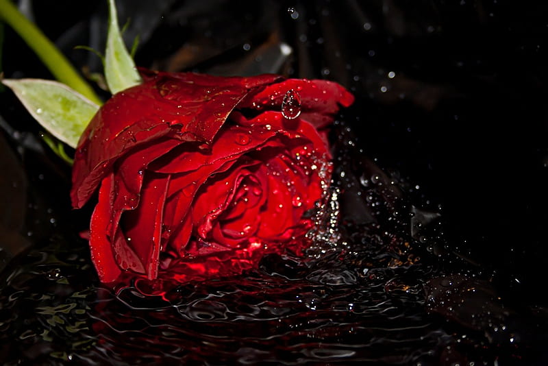 Red rose, red, friend, lovely, rose, sentimental, black, bonito, water, friendship, flowers, beauty, nature, popular, HD wallpaper