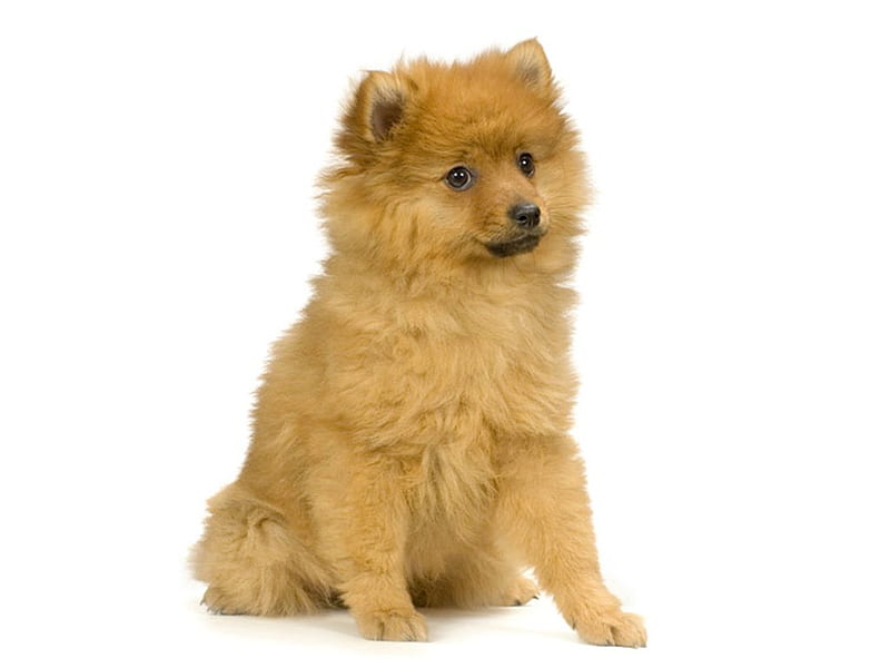 Cute Splitz, cute, splitz, white, puppy, dog, animal, HD wallpaper Cute Splitz, cute, splitz, white, puppy, dog, animal, HD wallpaper
