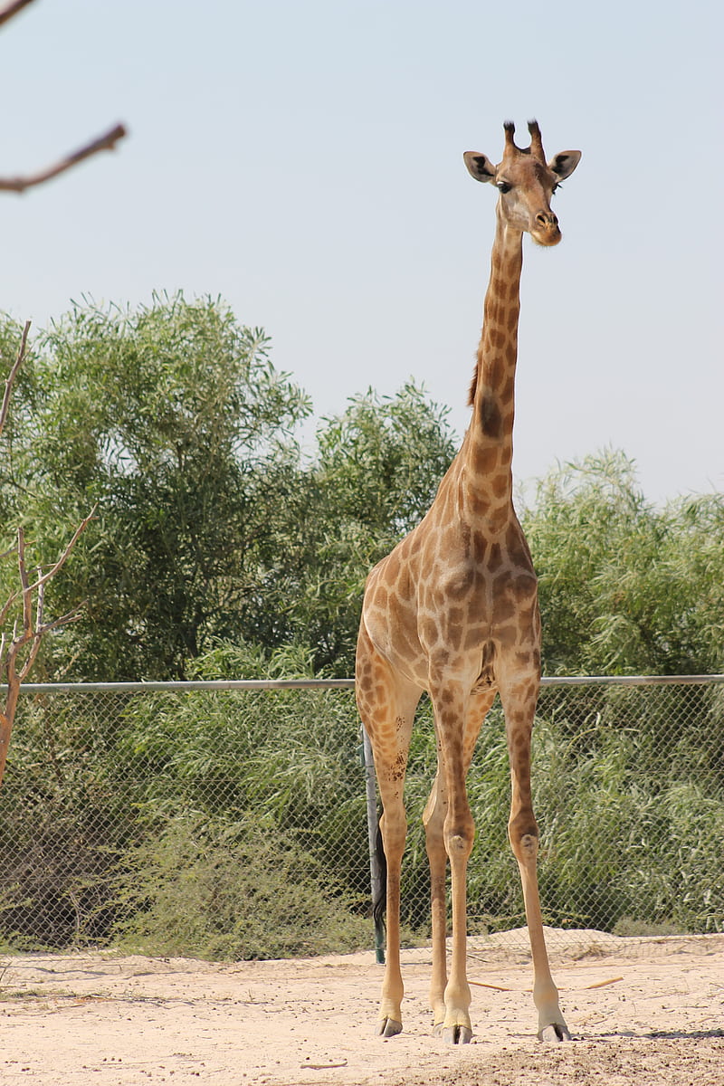 Giraffe , al areen wildlife park, animals, bahrain, head, hunter, HD phone wallpaper