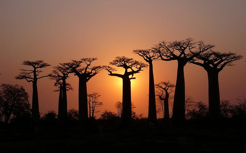 Baobabs at Sunset, sunset, baobabs, trees, africa, HD wallpaper