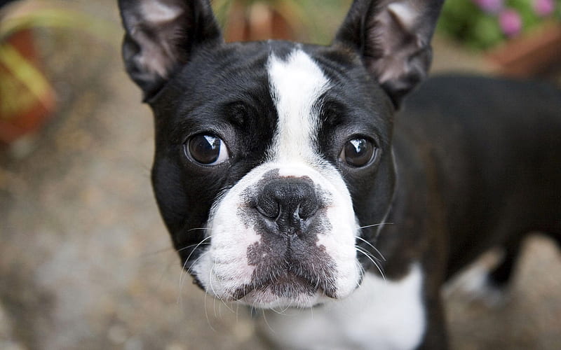 french bulldog, close-up, dogs, cute dog, black french bulldog, pets, cute animals, bulldogs, HD wallpaper