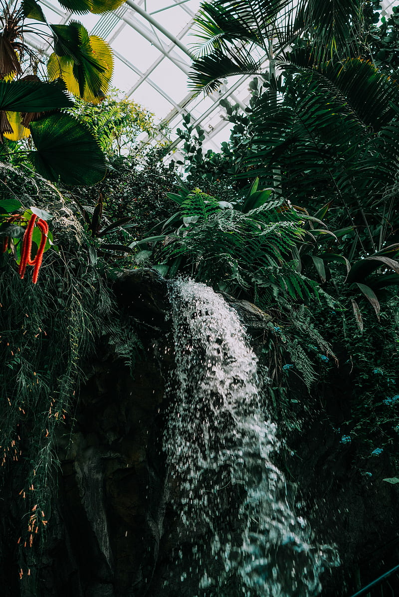 plants, waterfall, garden, HD phone wallpaper