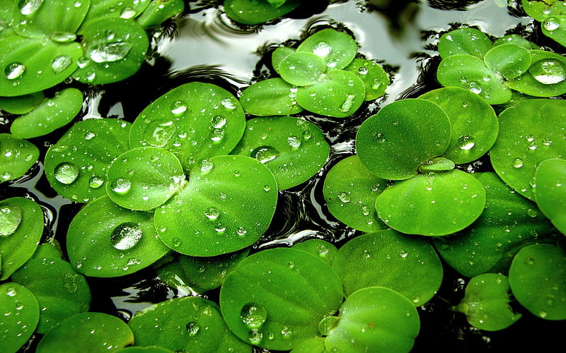Grass leaves moisture water droplets-Plants, HD wallpaper