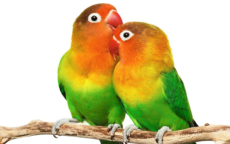 Masked lovebird | African Bird Species | Auckland Zoo