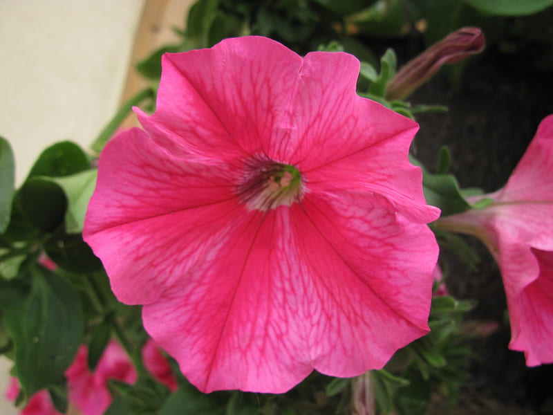 Red Petunia in my garden 32, red, green, petunia, flowers, graphy, HD